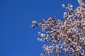 Image showing Cherry Blossoms