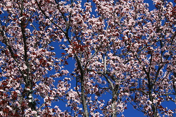 Image showing Cherry Blossoms