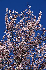 Image showing Cherry Blossoms