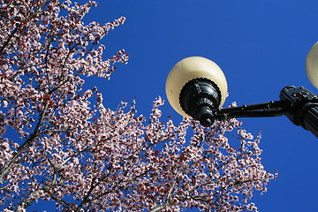 Image showing Cherry Blossoms And A Light Pole