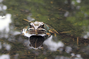 Image showing Frog