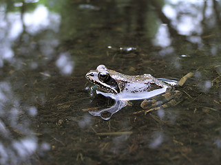 Image showing Frog