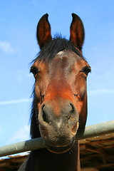 Image showing Dark Brown Horse