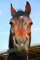 Image showing Dark Brown Horse