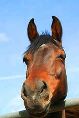 Image showing Dark Brown Horse