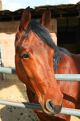 Image showing Dark Brown Horse