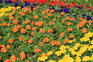 Image showing Marigold And Petunia Flowers