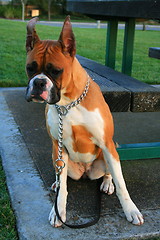 Image showing Curious Boxer Puppy