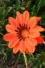 Image showing Daisy Flower