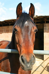 Image showing Dark Brown Horse