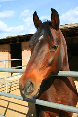 Image showing Dark Brown Horse