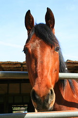 Image showing Dark Brown Horse