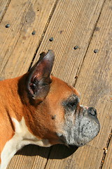 Image showing Boxer Dog Laying On A Floor