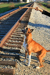 Image showing Boxer Dog Training