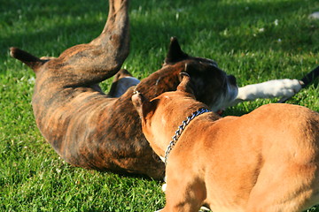 Image showing Dogs Playing