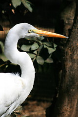 Image showing Great White Egret