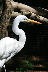 Image showing Great White Egret