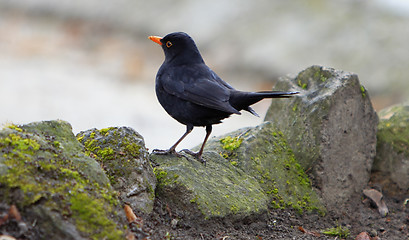 Image showing Blackbird