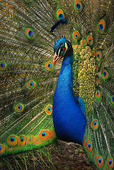 Image showing Peacock