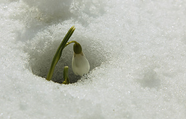 Image showing Snowdrop