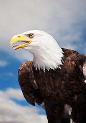 Image showing Bald Eagle