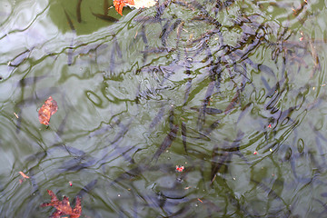 Image showing Water Ripples and Fish