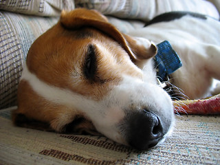 Image showing Sleepy Beagle