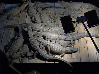 Image showing Lazy Pile of Gators