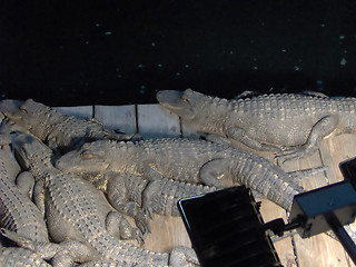 Image showing Florida Gators