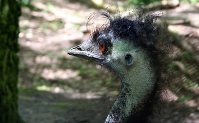 Image showing Bad Hair Day