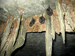 Image showing Three Bats Hangin Out