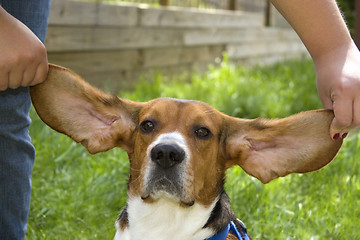 Image showing Big Ear Beagle