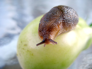 Image showing Big Slug