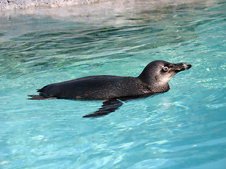 Image showing Penguin Swimming