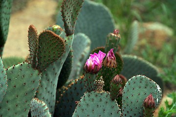 Image showing Cactus Flowering