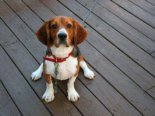 Image showing purebred beagle