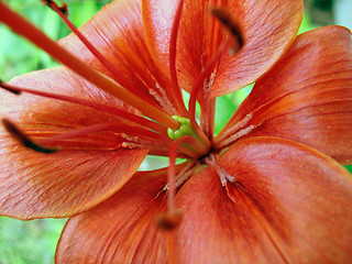 Image showing lily macro