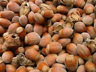 Image showing Hazelnuts