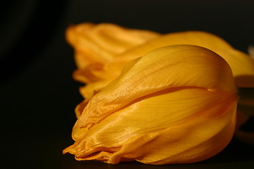 Image showing Yellow tulip