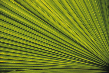 Image showing The sun shining through a palm leaf