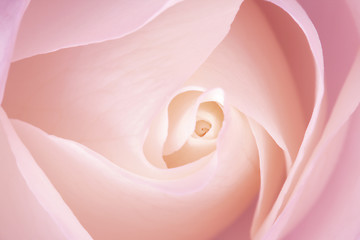 Image showing White Rose