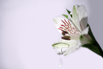 Image showing Water drop on flowers