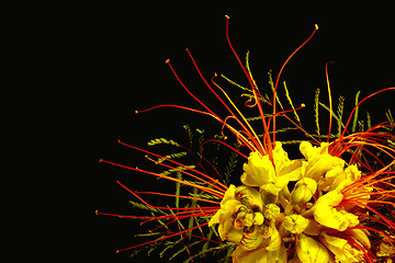 Image showing Espiga de amor one type mimosa