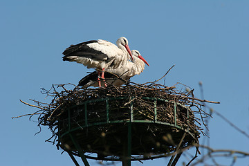 Image showing Storks