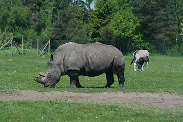 Image showing Eating Rhino