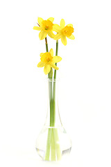 Image showing daffodils