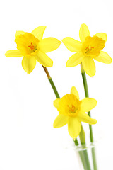 Image showing daffodils