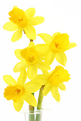 Image showing daffodils