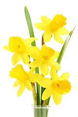 Image showing daffodils