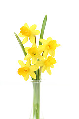 Image showing daffodils